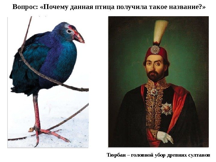 Тюрбан – головной убор древних султанов. Вопрос:  «Почему данная птица получила такое название?