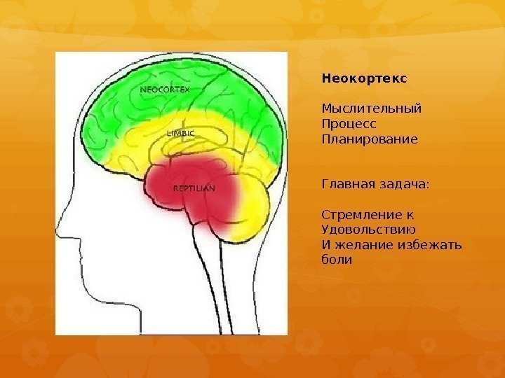 Неокортекс Мыслительный Процесс Планирование Главная задача: Стремление к Удовольствию И желание избежать боли 