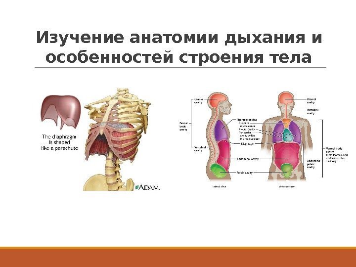 Изучение анатомии дыхания и особенностей строения тела 