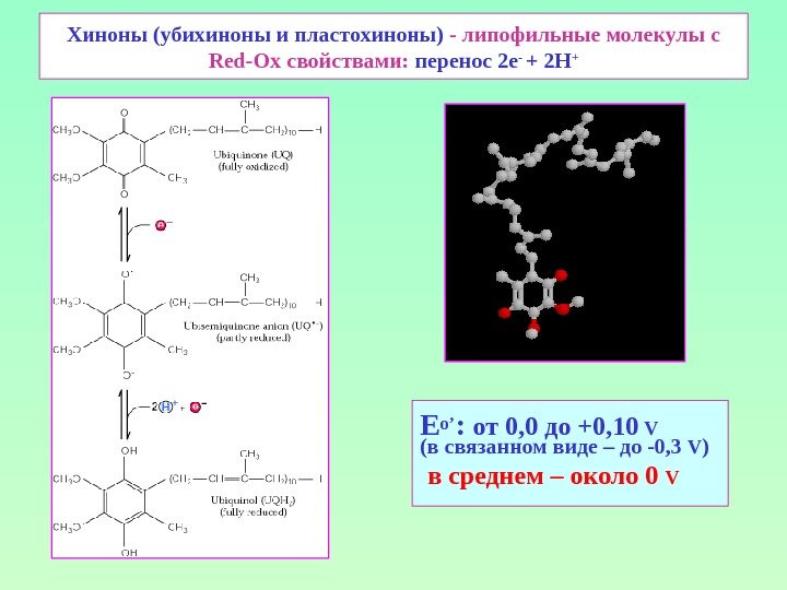 Хиноны (убихиноны и пластохиноны) - липофильные молекулы с Red-Ox свойствами:  перенос 2 е