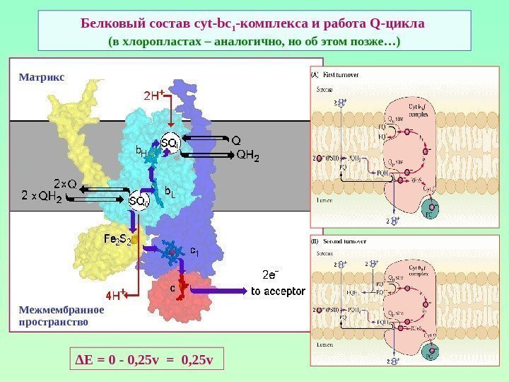 Белковый состав cyt-bc 1 -комплекса и работа Q- цикла (в хлоропластах – аналогично, но