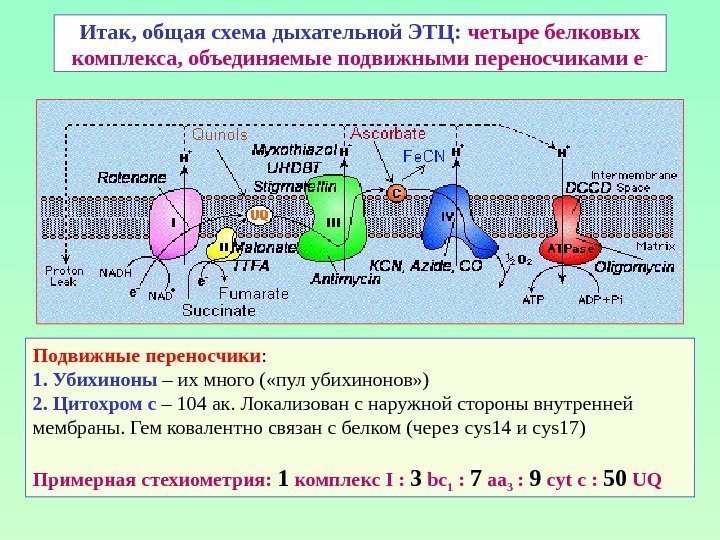 Итак, общая схема дыхательной ЭТЦ:  четыре белковых комплекса, объединяемые подвижными переносчиками е -