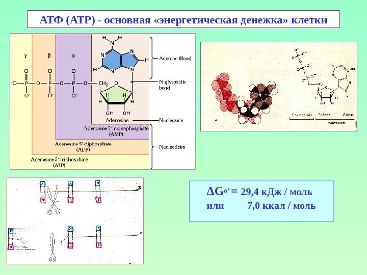 АТФ (ATP) - основная «энергетическая денежка» клетки ΔGo’ = 29, 4 к. Дж 