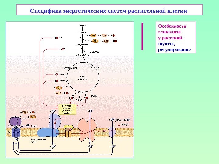Специфика энергетических систем растительной клетки  Особенности гликолиза у растений: шунты, регулирование 