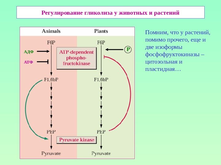 Регулирование гликолиза у животных и растений АДФ АТФ Р Помним, что у растений, 