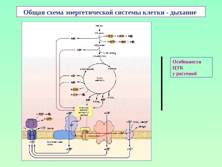 Общая схема энергетической системы клетки - дыхание  Особенности ЦТК у растений 