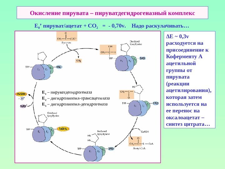 Окисление пирувата – пируватдегидрогеназный комплекс   E 0 ’ пируват/ацетат + СО 2