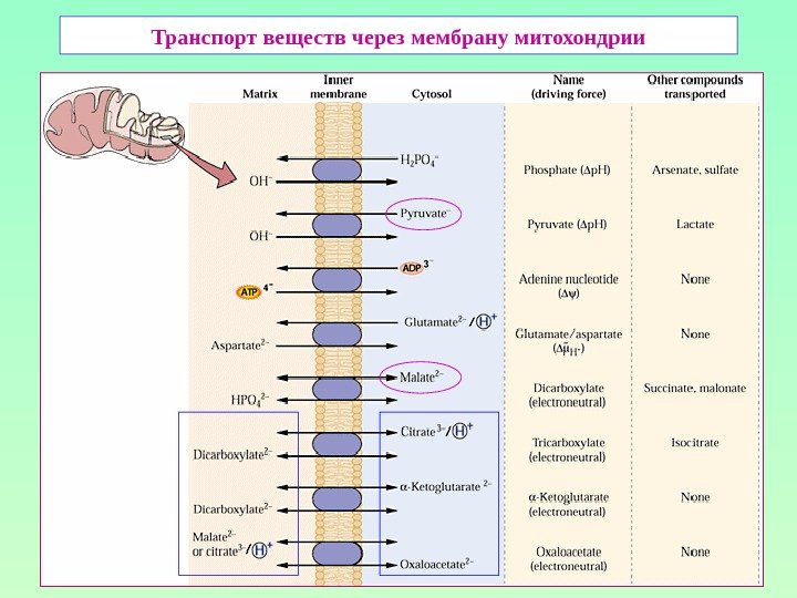 Транспорт веществ через мембрану митохондрии 