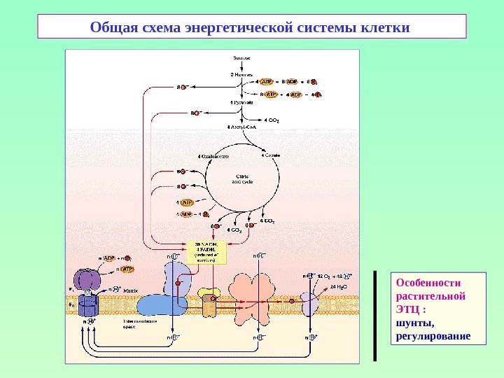 Общая схема энергетической системы клетки Особенности растительной ЭТЦ : шунты, регулирование 