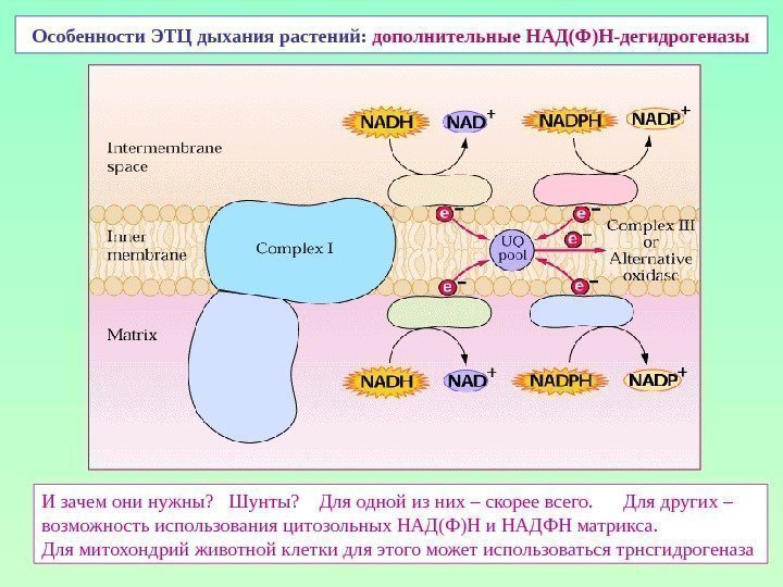 Особенности ЭТЦ дыхания растений:  дополнительные НАД(Ф)Н-дегидрогеназы И зачем они нужны?  Шунты? Для