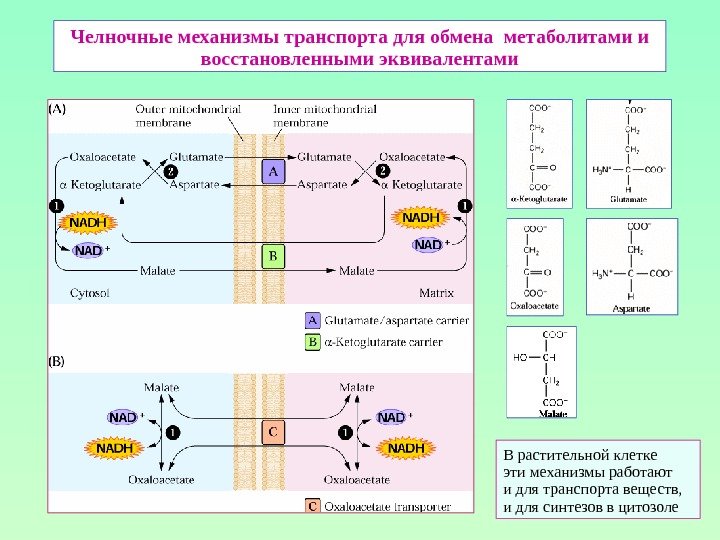Челночные механизмы транспорта для обмена метаболитами и восстановленными эквивалентами В растительной клетке эти механизмы
