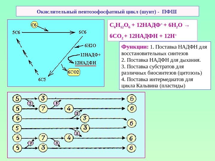 Окислительный пентозофосфатный цикл (шунт) - ПФШ С 6 Н 12 О 6 + 12