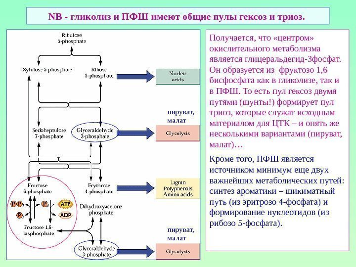 NB - гликолиз и ПФШ имеют общие пулы гексоз и триоз.  пируват, малат