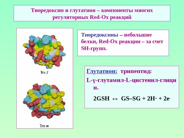 Тиоредоксин и глутатион – компоненты многих регуляторных Red-Ox реакций Глутатион: трипептид: L- γ -