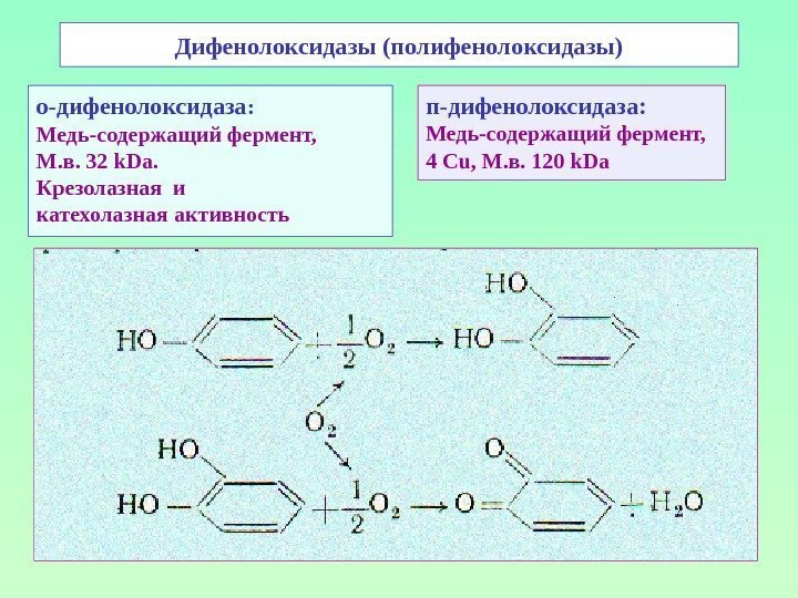 Дифенолоксидазы (полифенолоксидазы) о-дифенолоксидаза : Медь-содержащий фермент, М. в. 32 k. Da. Крезолазная и катехолазная