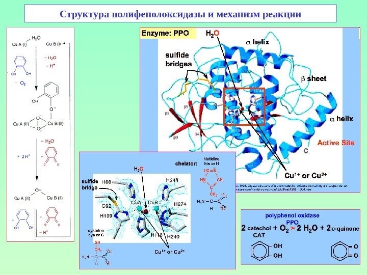 Структура полифенолоксидазы и механизм реакции 