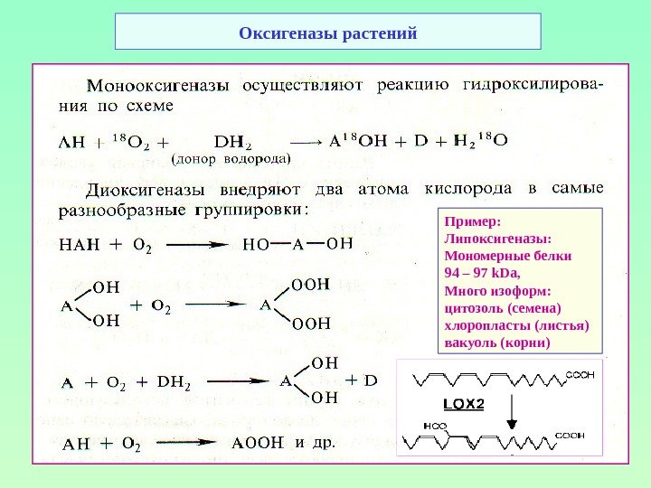 Оксигеназы растений Пример: Липоксигеназы: Мономерные белки 94 – 97 k. Da, Много изоформ: цитозоль
