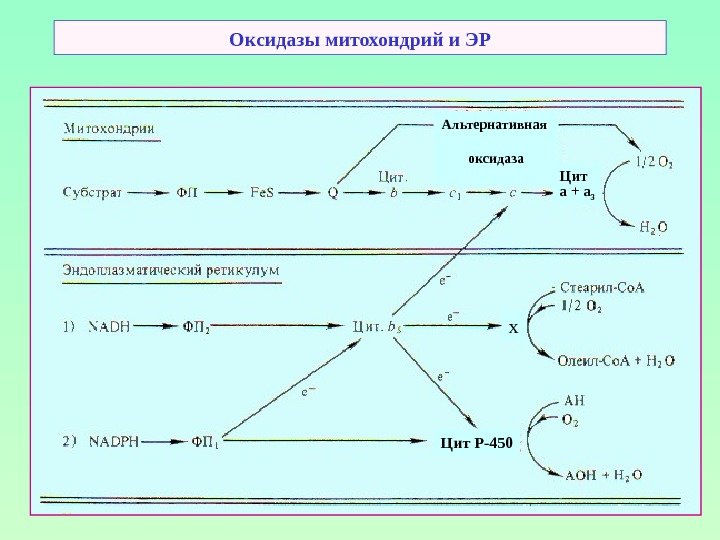 Оксидазы митохондрий и ЭР Альтернативная  оксидаза Цит а + а 3 Цит Р-450