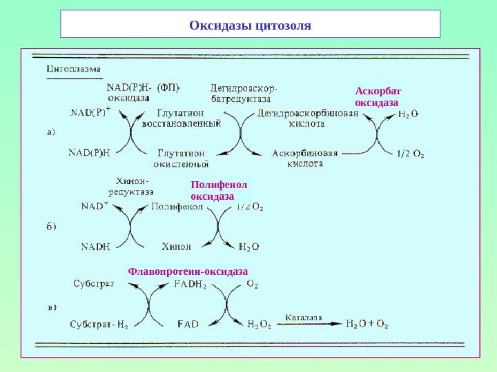 Оксидазы цитозоля Аскорбат оксидаза Полифенол оксидаза Флавопротеин-оксидаза 