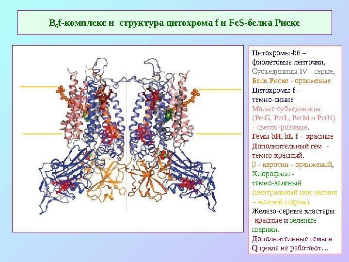   В 6 f -комплекс и структура цитохрома f и Fe. S -белка