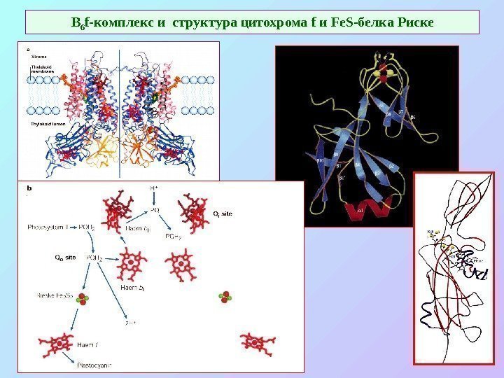   В 6 f -комплекс и структура цитохрома f и Fe. S -белка