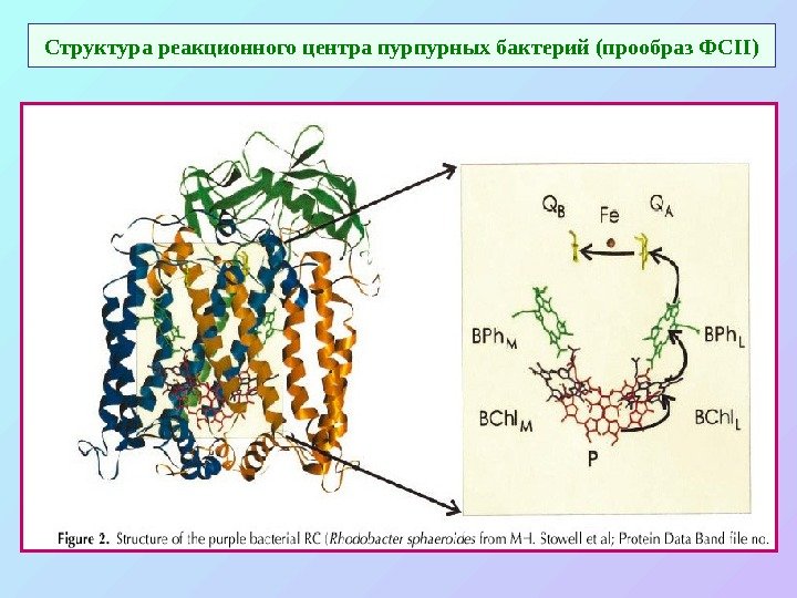   Структура реакционного центра пурпурных бактерий (прообраз ФС II) 