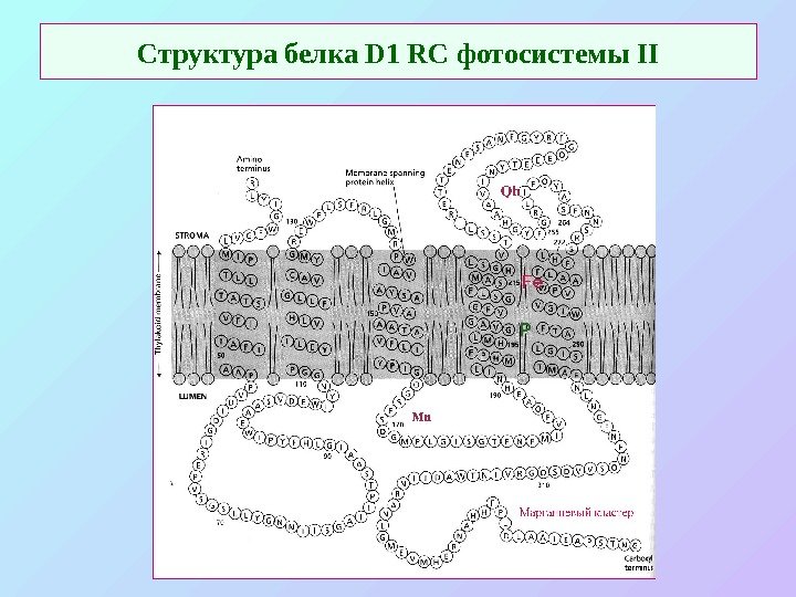   Структура белка D 1 RC фотосистемы II 