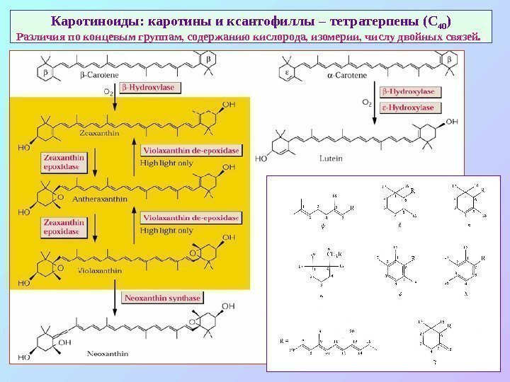   Каротиноиды: каротины и ксантофиллы –  тетратерпены (С 40 ) Различия по