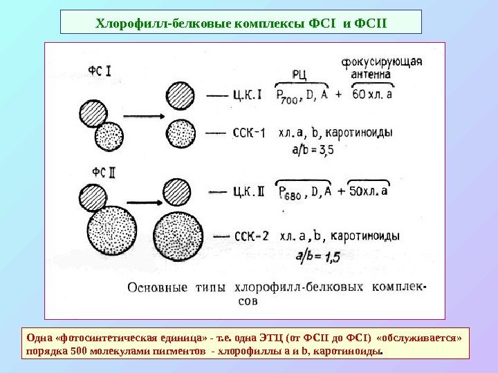   Хлорофилл-белковые комплексы ФС I  и ФС II Одна «фотосинтетическая единица» -