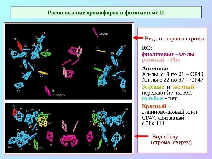   Расположение хромофоров в  фотосистеме II  Вид со стороны стромы RC