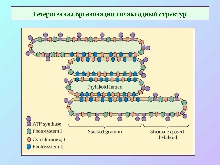   Гетерогенная организация тилакиодный структур 