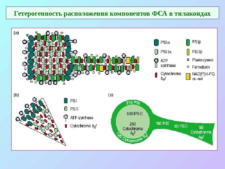   Гетерогенность расположения компонентов ФСА в тилакоидах 