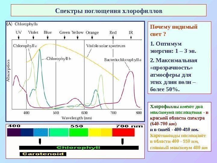   Спектры поглощения хлорофиллов Почему видимый свет ? 1. Оптимум энергии: 1 –