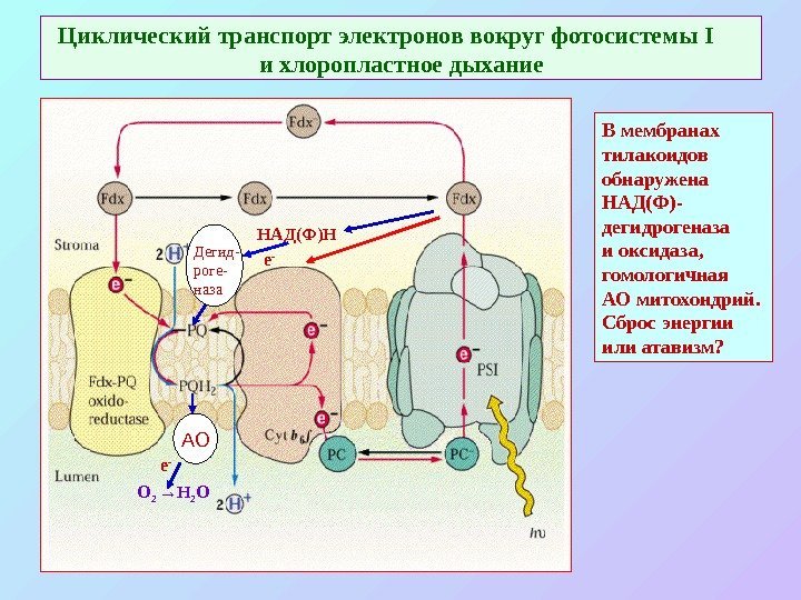   Циклический транспорт электронов вокруг фотосистемы I  и хлоропластное дыхание НАД(Ф)Н Дегид-