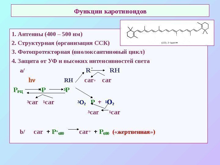   Функции каротиноидов 1.  Антенны (400 – 500 нм) 2.  Структурная