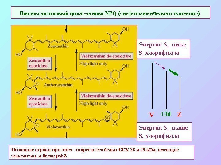   Виолоксантиновый цикл –основа NPQ ( «нефотохимического тушения» )  Энергия S 1