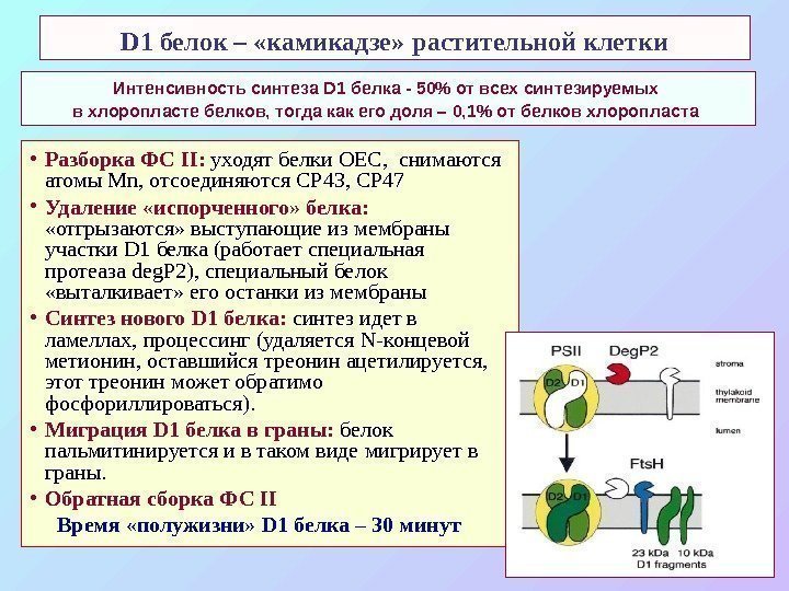   D 1 белок – «камикадзе»  растительной клетки • Разборка ФС II
