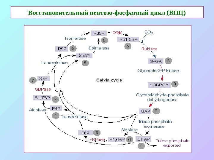   Восстановительный пентозо-фосфатный цикл (ВПЦ) 