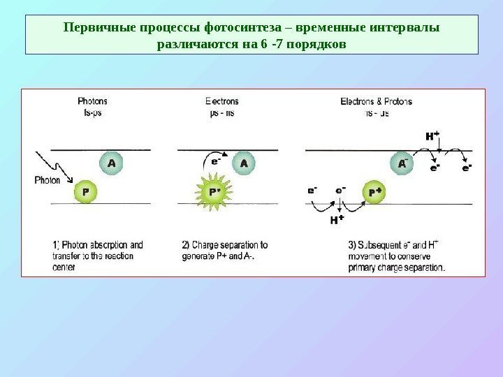   Первичные процессы фотосинтеза – временные интервалы различаются на 6  -7 порядков