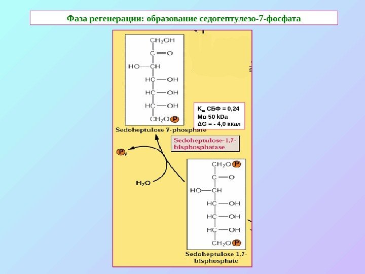   Фаза регенерации: образование седогептулезо-7 -фосфата K m  СБФ = 0, 24