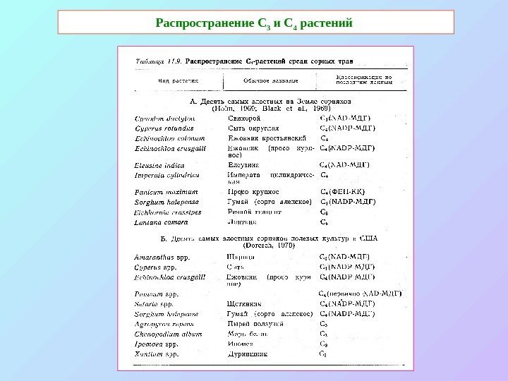   Распространение С 3 и С 4 растений  