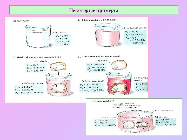   Некоторые примеры 