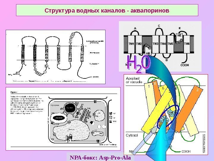   Структура водных каналов - аквапоринов NPA -бокс:  Asp-Pro-Ala 