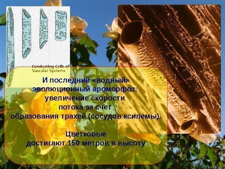   И последний «водный» эволюционный  ароморфоз:  увеличение скорости потока за счет