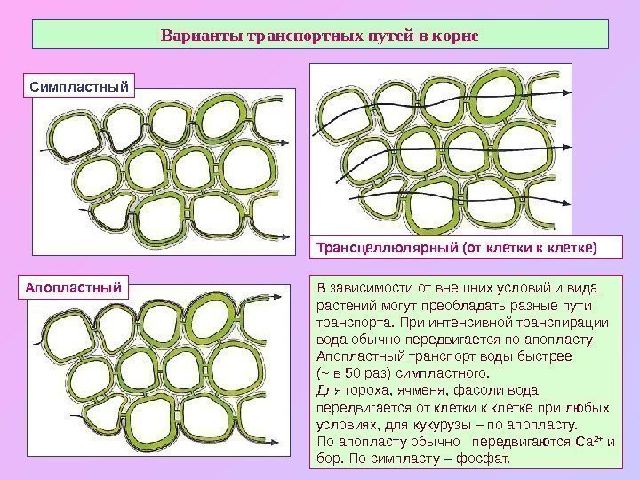   Варианты транспортных путей в корне Апопластный Симпластный Трансцеллюлярный (от клетки к клетке)