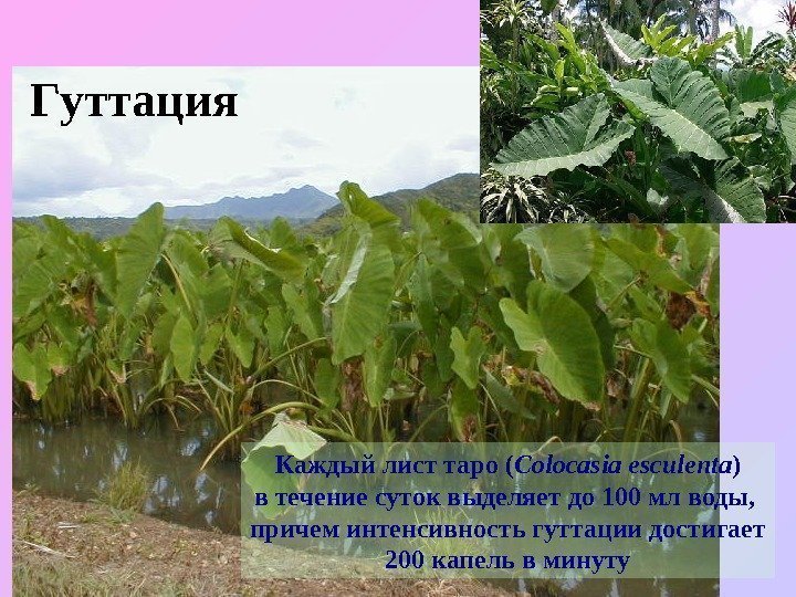   Гуттация Каждый лист таро ( Colocasia esculenta ) в течение суток выделяет