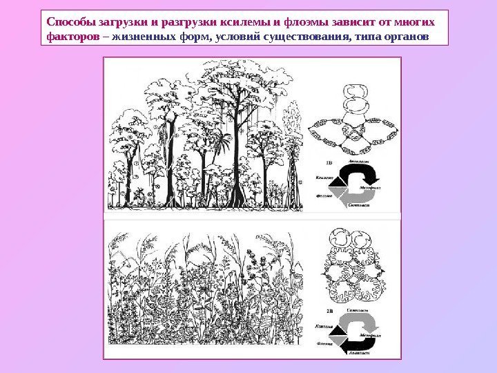   Способы загрузки и разгрузки ксилемы и флоэмы зависит от многих факторов –