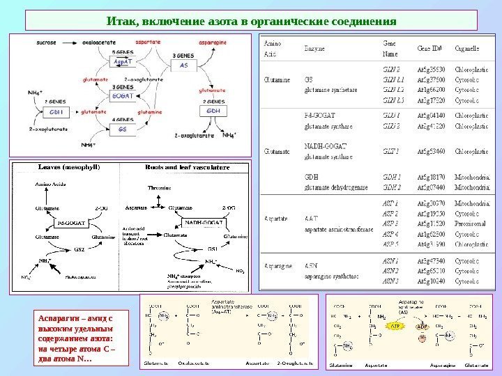 Итак, включение азота в органические соединения Аспарагин – амид с высоким удельным содержанием азота: