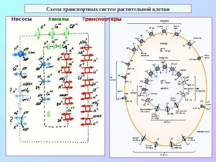 Схема транспортных систем растительной клетки Насосы  К аналы   Т ранспортеры 