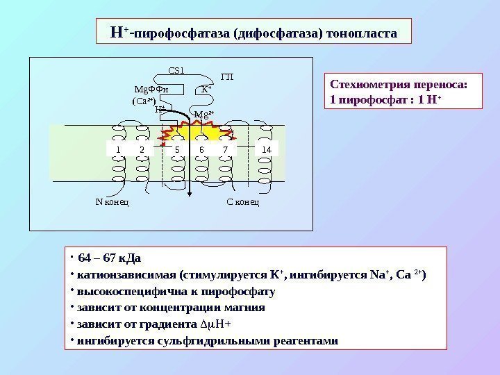 Стехиометрия переноса: 1 пирофосфат : 1 Н + N конец С конец1 2 5